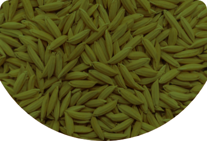 Rice Bran Deoiled Meal
