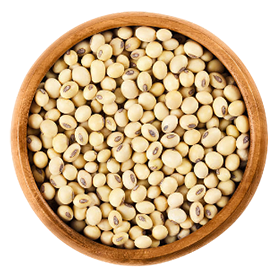 Soybean