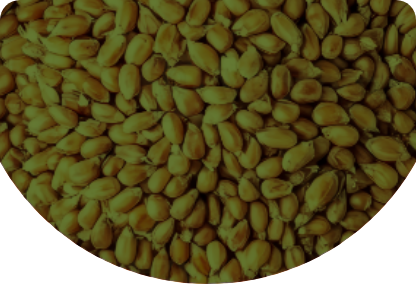 Wheat Seeds