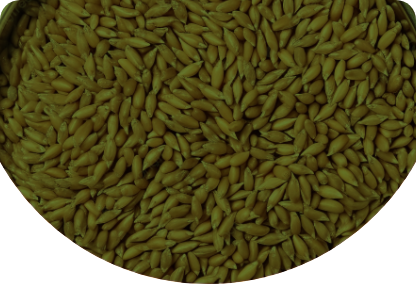 Wheat